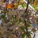 Acer palmatum 'Bloodgood' - Foto 2