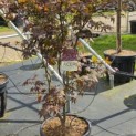 Acer palmatum 'Bloodgood' - Foto 1