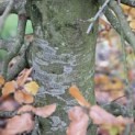 Fagus sylvatica - Foto 1