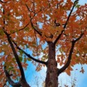 Acer griseum x nikoense - Foto 5