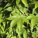 Acer palmatum 'Osakazuki' - Foto 2