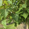 Idesia Polycarpa - 2