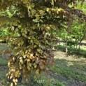 Fagus sylvatica 'Atropunicea' - 5