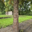 Sequoiadendron giganteum - 1