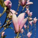 Magnolia 'Heaven Scent' - Foto 4