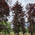 Fagus sylvatica 'Atropunicea' - Foto 3