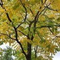 Gymnocladus dioica