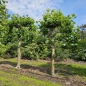 Platanus hispanica - 2