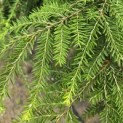Tsuga canadensis - Foto 3