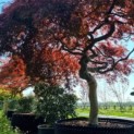 Acer palmatum 'Garnet' - 1