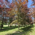 Fagus sylvatica 'Atropunicea' - 3