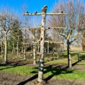 Tilia americana 'Nova' - Afbeelding 1024