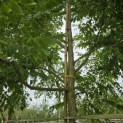 Gymnocladus dioica - 3