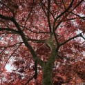 Acer palmatum 'Garnet' - 1