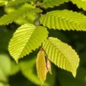Carpinus betulus
