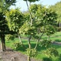 #229 Carpinus betulus Hainbuche