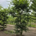 Carpinus betulus - 2