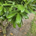 Prunus laurocerasus 'Rotundifolia' - Foto 2