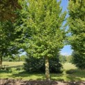 Carpinus betulus 'Frans Fontaine'   (Fastigiata) - Foto 1