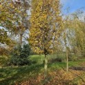 Carpinus betulus 'Frans Fontaine'   (Fastigiata) - Foto 4