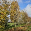 Carpinus betulus 'Frans Fontaine'   (Fastigiata) - Foto 2