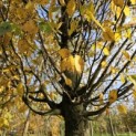 Carpinus betulus 'Frans Fontaine'   (Fastigiata) - Foto 3