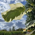Liriodendron tulipifera 'Snowbird' - 1