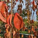 Prunus subhirtella 'Pendula' - 2