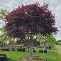 Acer palmatum 'Bloodgood' - Foto 2