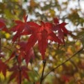 Acer palmatum - 5