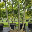 Quercus ilex - 2