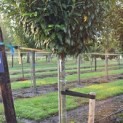 Prunus laur. Caucasica - 5