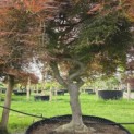 Acer palmatum 'Dragon Fire' - Foto 2