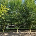 Carpinus betulus - 1