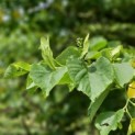 Tilia cordata 'Böhlje' - 3