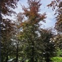 Fagus sylvatica 'Atropunicea' - Foto 3