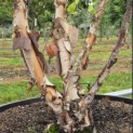 Betula nigra - 1