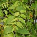 Decaisnea Fargesii - 3