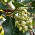 Arbutus unedo - 2