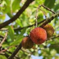Arbutus unedo - 1