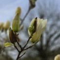 Magnolia 'Yellow River' - 1