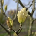 Magnolia 'Yellow River' - 2
