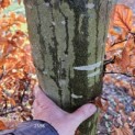 Fagus sylvatica - december 2024