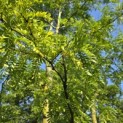 Gleditsia triacanthos ‘Inermis’ - Foto 4
