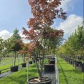 Acer palmatum 'Bloodgood' - 1