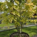 Acer palmatum 'Ueno Yama' - 3