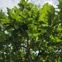Quercus cerris - 3
