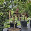 Acer palmatum 'Osakazuki' - Foto 3