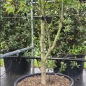 Acer palmatum 'Osakazuki' - Foto 2