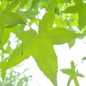Liquidambar styraciflua - 4
